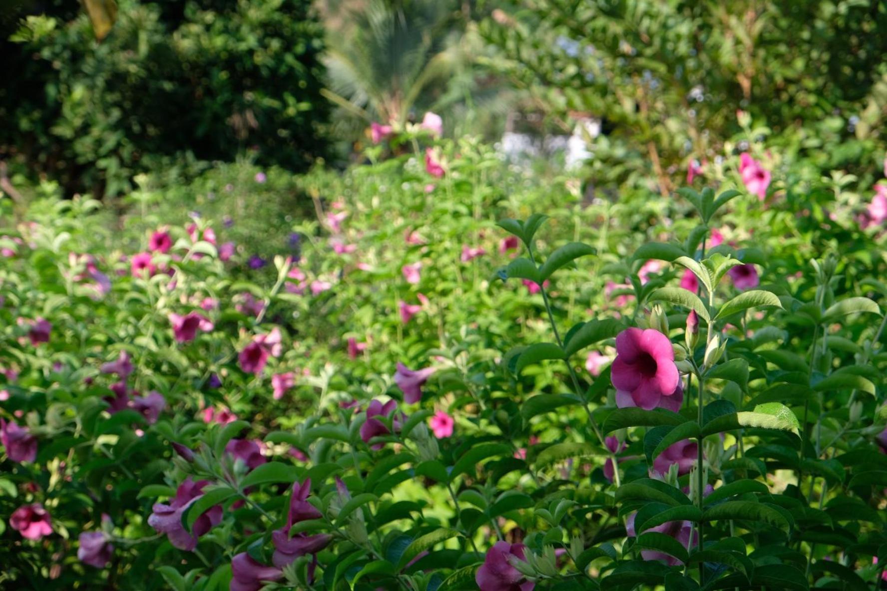 Bungalow - Farmstay Hoa Rung U Minh Cà Mau Εξωτερικό φωτογραφία